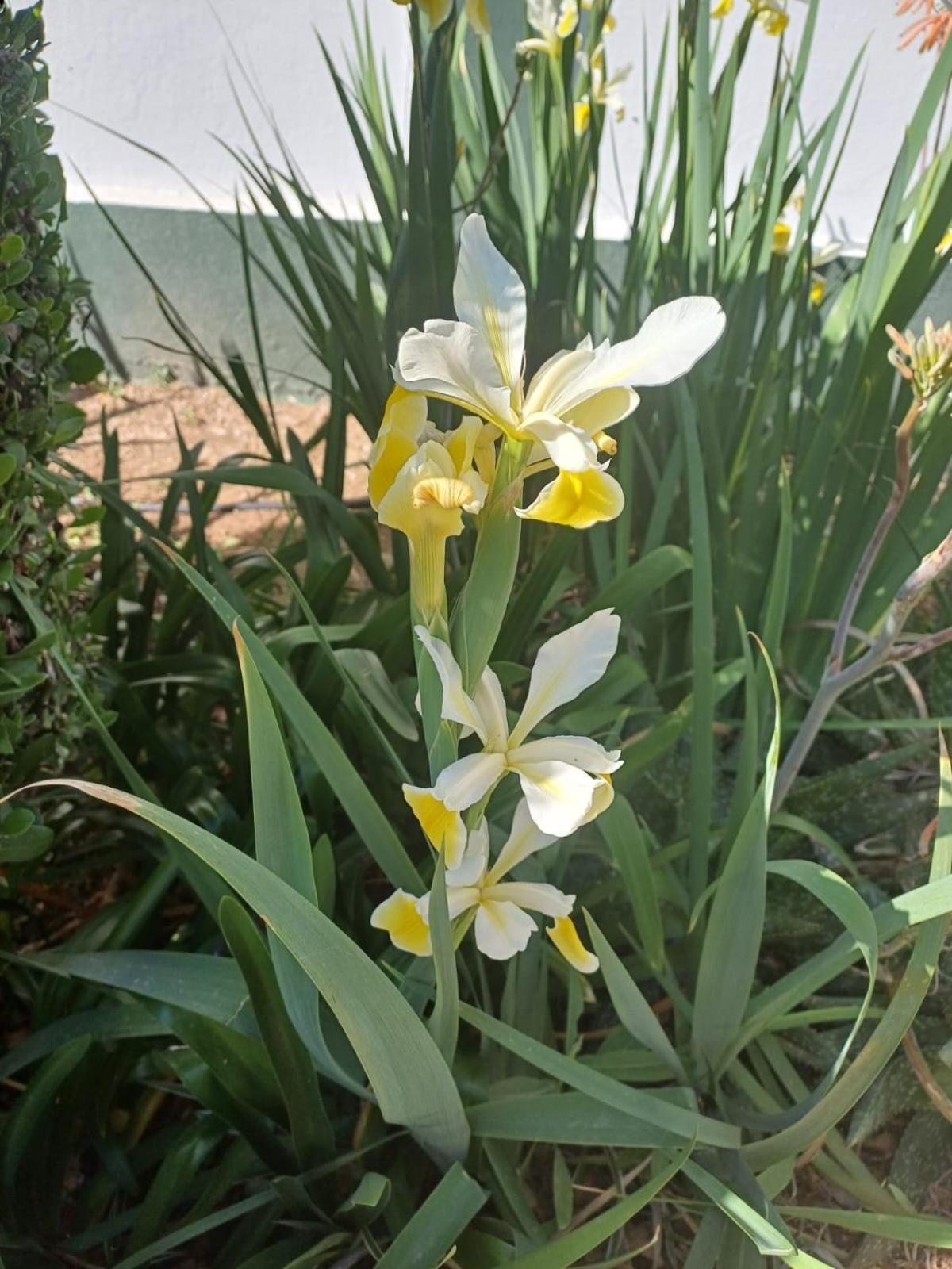 Bed and Breakfast De Oude Yotclub Oudtshoorn Esterno foto